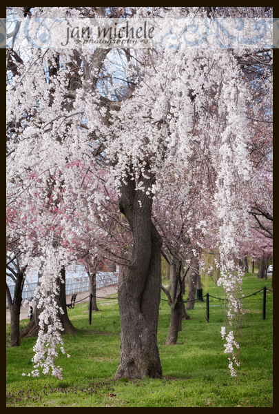 IMG_9316 cherry blossoms Washington DC picture 2014