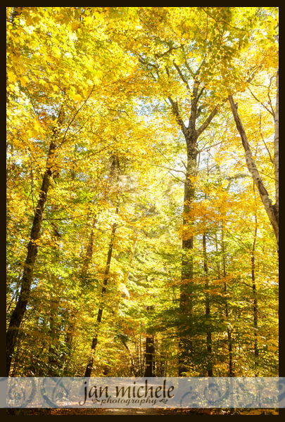 IMG_1375Vermont autumn leaves