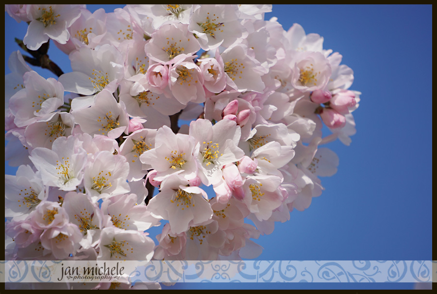 DSC01068 Washington DC Cherry Blossom Picture