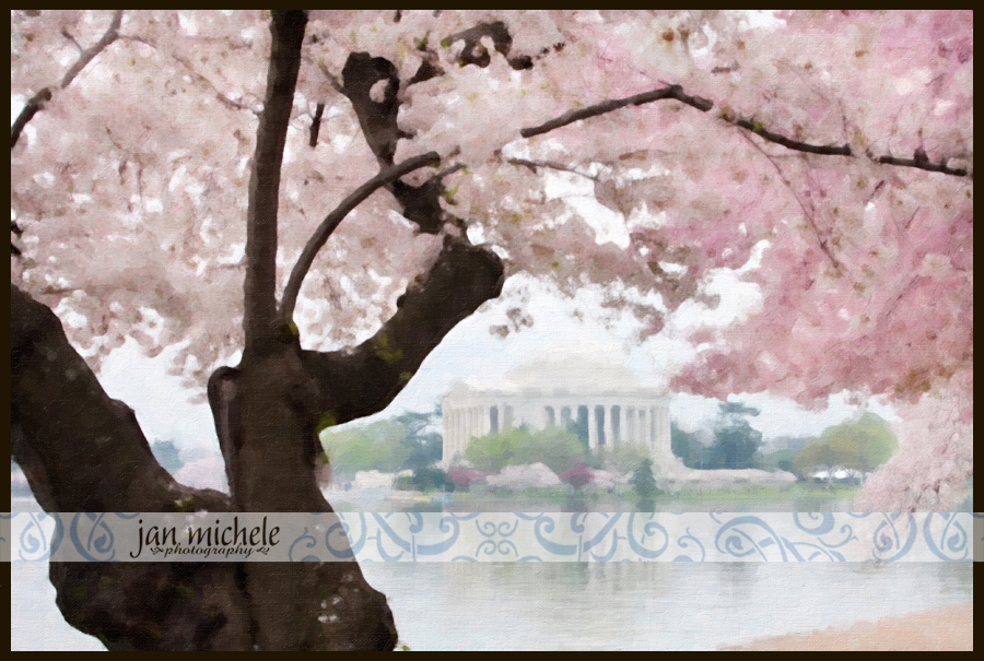IMG_4215Cherry Blossom Art Pictures Washington DC For Sale